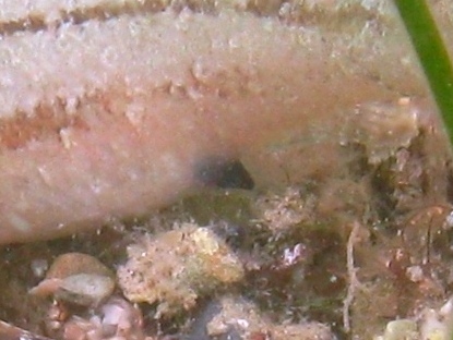 Symphodus cinereus (Bonnaterre, 1788)